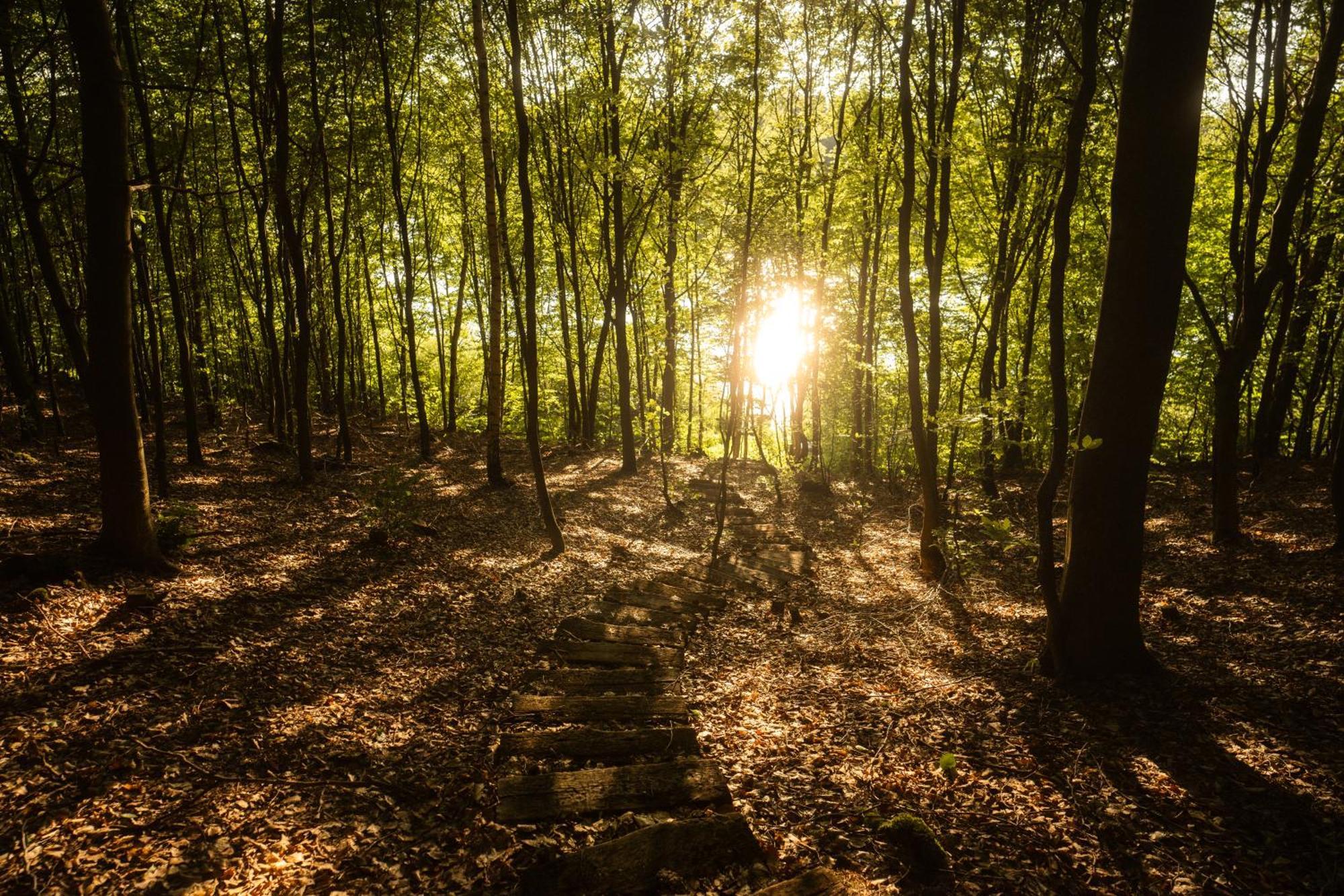 Domek Dla Pary Kaszuby Linia Brzegowa Jezioro Prywatny Las Roztoka  Exterior foto